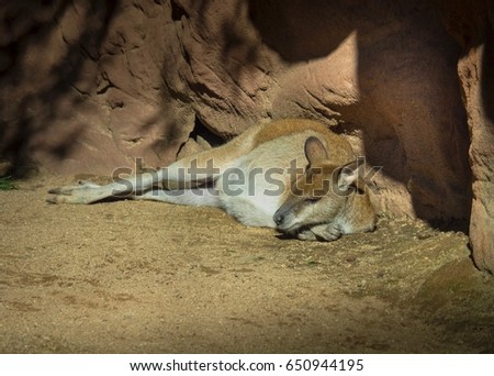 Kangaroo Lying On Sand On Red Rock Background