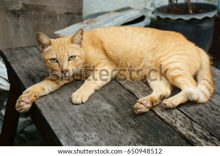 Yellow cat sleep on the table. Royalty-Free Stock Photo #650948512