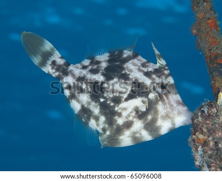 Planehead Filefish-Stephanolepis hispidus, picture taken in Palm Beach County Florida.