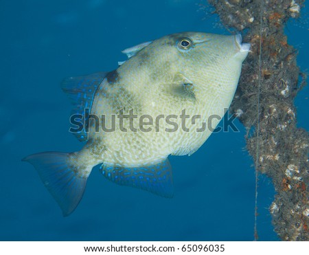 Gray Triggerfish-Balistes capriscus, picture taken in Palm Beach County Florida.