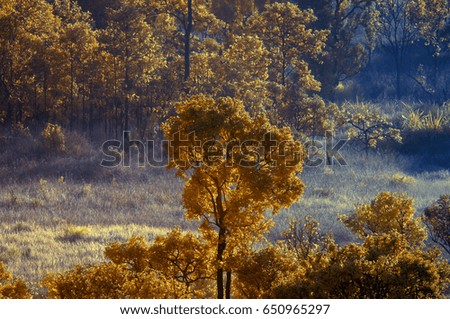 colorful nature infrared picture