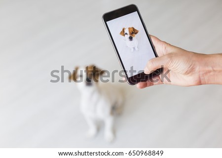 Woman hand with mobile smart phone taking a photo of a cute small dog over white background. Happy dog looking at the camera. Indoors portrait