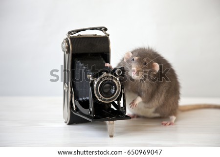 Decorative rat and vintage camera on white background. Photographer.