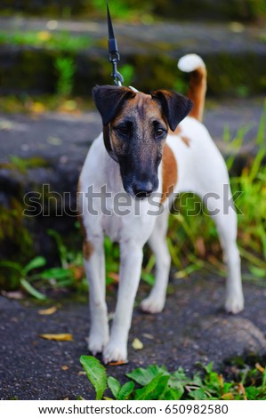 Smooth-haired fox terrier