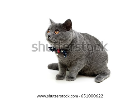 Gray kitten with a bow on a white background. Horizontal photo.