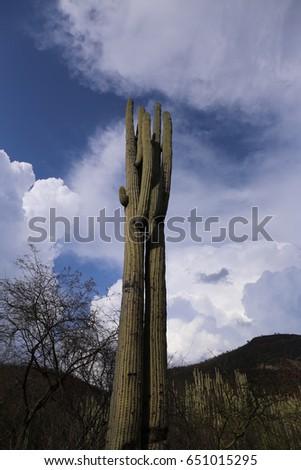 Cactus in Mexico, Baja California