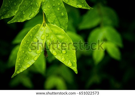 Water on the leaves after the rain.