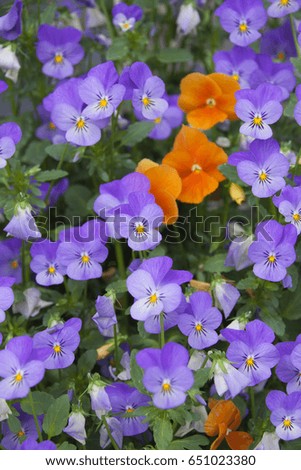 Close-up of Violet and Orange Pansies