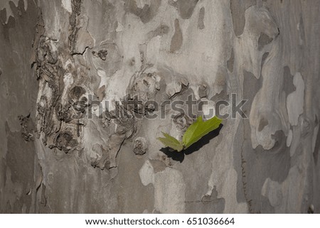 Background and texture of the plane tree crust