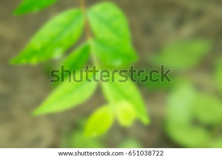 Green leaves blurred for background,Wallpaper