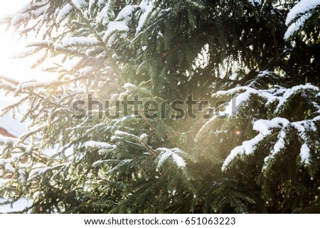 Nature in winter. Winter forest landscape with snow in cold weather Karelia, Russia.