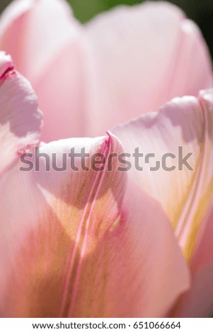 Close up of tulip petals with in soft color and blur style for background or texture