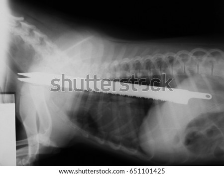 Foreign object - bread knife in the dog's esophagus. Real x-ray image Royalty-Free Stock Photo #651101425