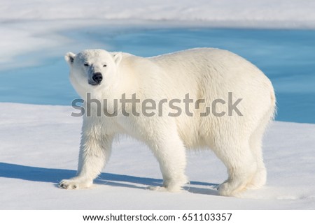 Polar bear isolated  Royalty-Free Stock Photo #651103357