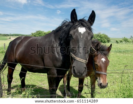 Horse and foal in summer in the fence