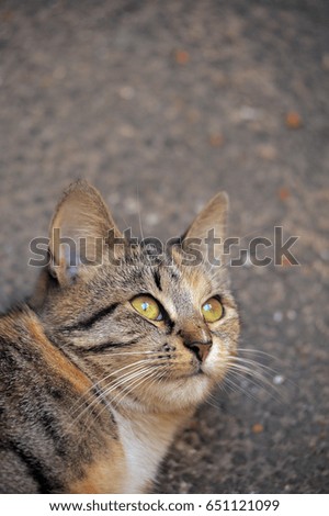 Homeless cat on the street russia