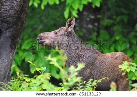 Baby moose calf with moose cow in the wild
