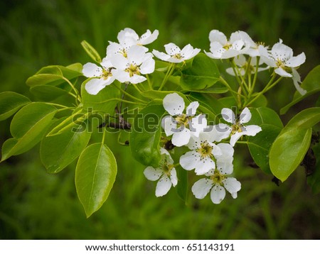Flowers of a pear. Summer background. Spring. Flowering branch