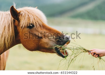Horse profile. Horse portrait Royalty-Free Stock Photo #651144322