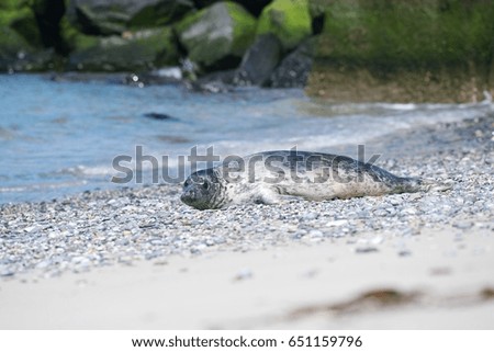 Beautiful Picture of young grey seal on the pebble beach with big wawe barrier behind in background. Picture taken in sunny spring day in North sea island Helgoland in Germany. North atlantic animal