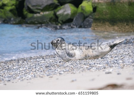 Beautiful Picture of young grey seal on the pebble beach with big wawe barrier behind in background. Picture taken in sunny spring day in North sea island Helgoland in Germany. North atlantic animal