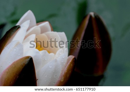 Water lily is a genus of hardy and tender aquatic plants in the family Nymphaeaceae