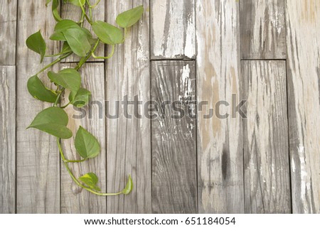 Green plant on old vintage wooden wall.