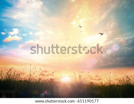 World environment day concept: Beauty morning meadow with bird flying on sky sunrise wallpaper background