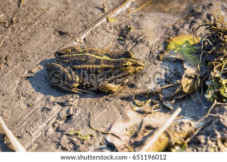 Frog in the mud