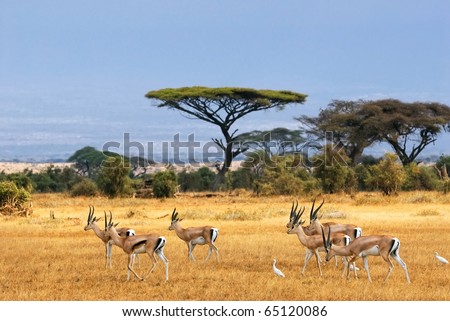 African landscape with gazelles, Amboseli, Kenya Royalty-Free Stock Photo #65120086
