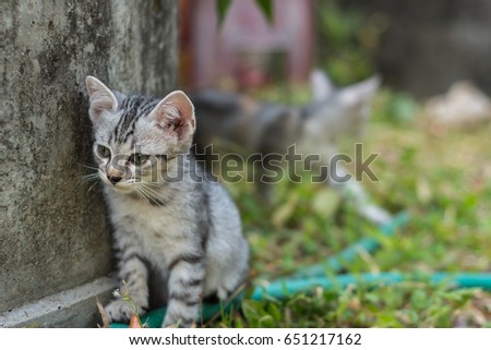 A Kitten look something beside the tree in the garden. Horizontal picture