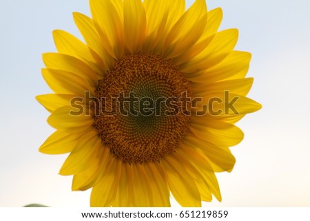Floating illuminated Sunflower with White Skies