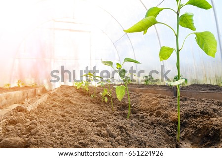 The seedlings of bell pepper in greenhouse with sun light Royalty-Free Stock Photo #651224926