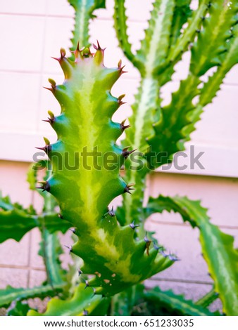 Big green cactus, Petal of the big green cactus in garden Next to the wall White, Green Cactus closeup
