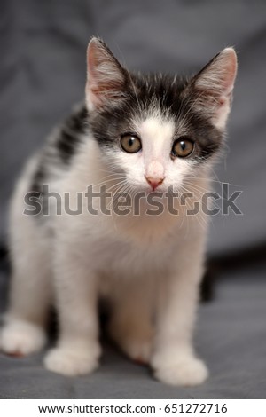 Close up of a little kitten on gray background