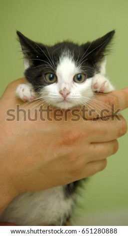 Black and white kitten in hands