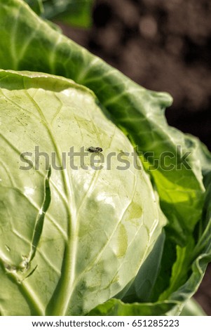 Cabbage fly. Organic Cabbage. Fresh Green Head of Cabbage in the garden