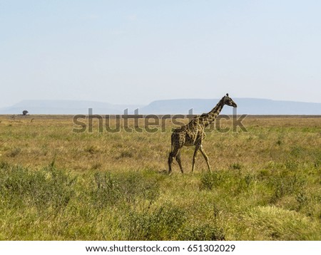 Wildlife, Tanzania