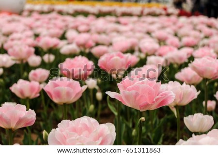 tulip garden in Japan.
colorful of tulip garden attraction.