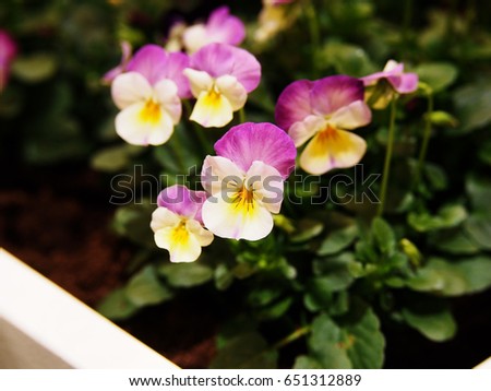 Viola cornuta Deltini flowers  