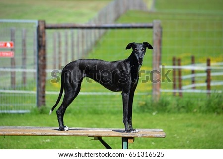 black galgo is standing on a table in the garden