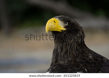 Steller's sea eagle. Haliaeetus pelagicus
