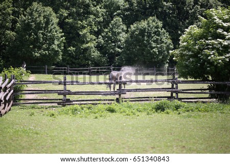 Purebred horse after the sand bath shaking the dust in the summer corral rural scenic animal farm Royalty-Free Stock Photo #651340843