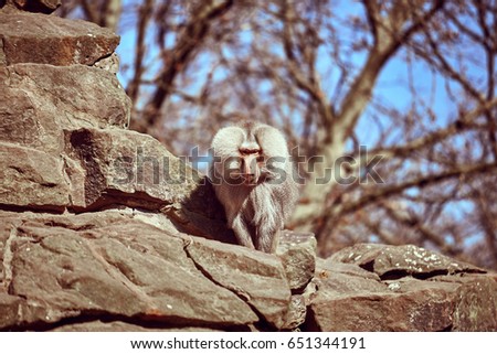 Hamadryas  sitting on a stone. Hamadryas baboon. Papio hamadryas. Monkey