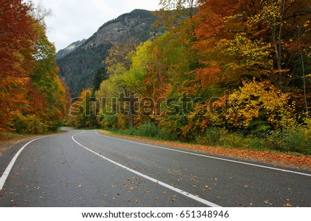 Asphalt road with fallen leaves in colorful autumn forest. Focus on foreground.