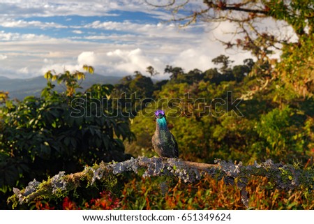 Hummingbird in the nature forest habitat. Magnificent Hummingbird, Eugenes fulgens, wide angle photo. Wildlife scene from nature. Jungle trees with small animal.