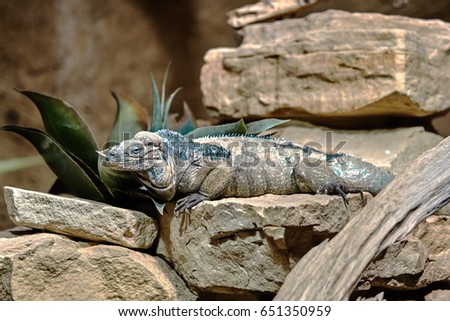 Goliath Dragons. Rhinoceros iguana. Lizard reptile iguana