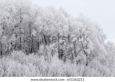   white tops of deciduous trees, photographed in the winter season during frost. Cloudy weather and gray sky. On the branches of trees frost and snow