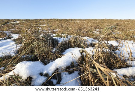   old dried grass of yellow color, covered with snow. Winter season. Blue sky in the background