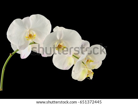 beautiful branch white orchid –black background